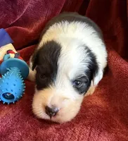 Valor, a male Australian Shepherd for sale in Caliente, CA – 6 of 10