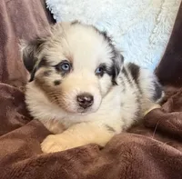 Roman, a male Australian Shepherd for sale in Caliente, CA – 7 of 10