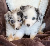 Rocket, a male Australian Shepherd for sale in Caliente, CA – 6 of 10