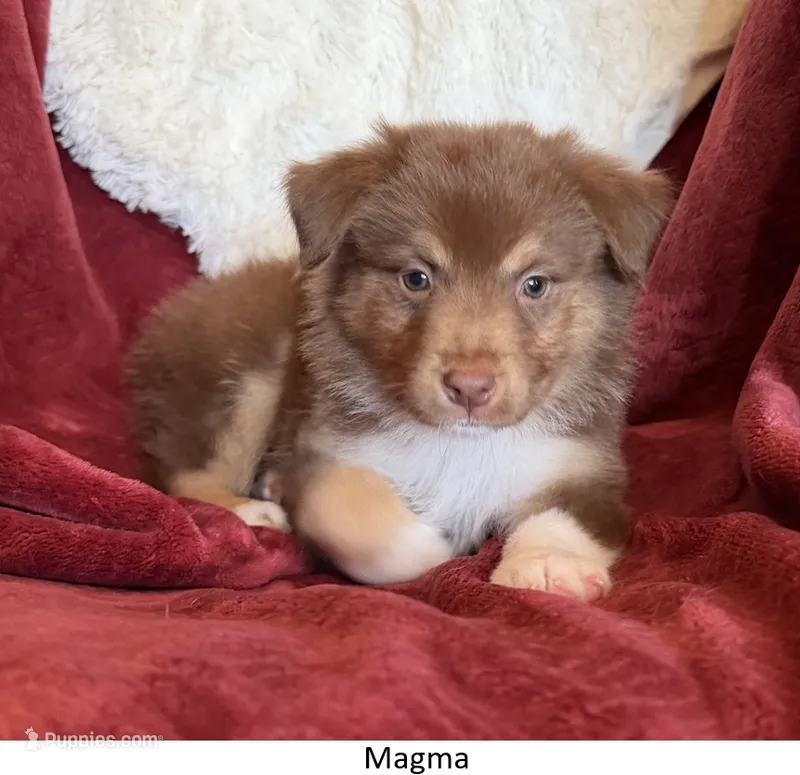 Magma – Australian Shepherd puppy for sale in Caliente, CA