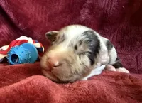 Rocket, a male Australian Shepherd for sale in Caliente, CA – 2 of 10