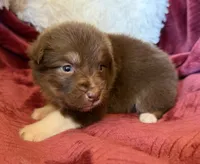 Lava, a female Australian Shepherd for sale in Caliente, CA – 4 of 10