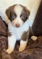 Flare, a female Australian Shepherd for sale in Caliente, CA – 8 of 10