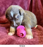 Grace, a female Australian Shepherd for sale in Caliente, CA – 1 of 10
