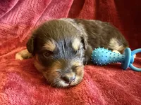 Dignity, a male Australian Shepherd for sale in Caliente, CA – 4 of 9