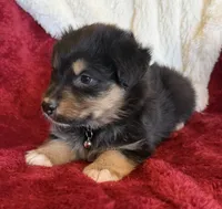 Dignity, a male Australian Shepherd for sale in Caliente, CA – 7 of 10