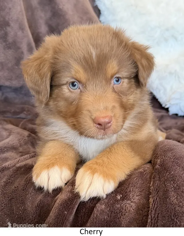 Cherry – Australian Shepherd puppy for sale in Caliente, CA