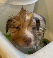 Fritter, a female Australian Shepherd for sale in Caliente, CA – Photo 8 of 10