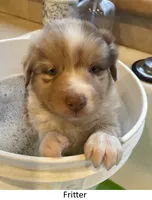 Fritter, a female Australian Shepherd for sale in Caliente, CA – Photo 7 of 10