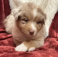 Fritter, a female Australian Shepherd for sale in Caliente, CA – Photo 3 of 10