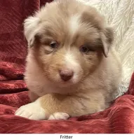 Fritter, a female Australian Shepherd for sale in Caliente, CA – Photo 2 of 10