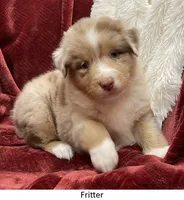 Fritter, a female Australian Shepherd for sale in Caliente, CA – Photo 1 of 10