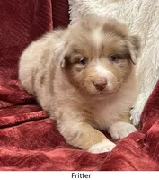 Fritter, a female Australian Shepherd for sale in Caliente, CA – Photo 4 of 10