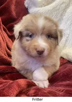 Fritter, a female Australian Shepherd for sale in Caliente, CA – Photo 6 of 10