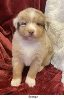 Fritter, a female Australian Shepherd for sale in Caliente, CA – Photo 5 of 10