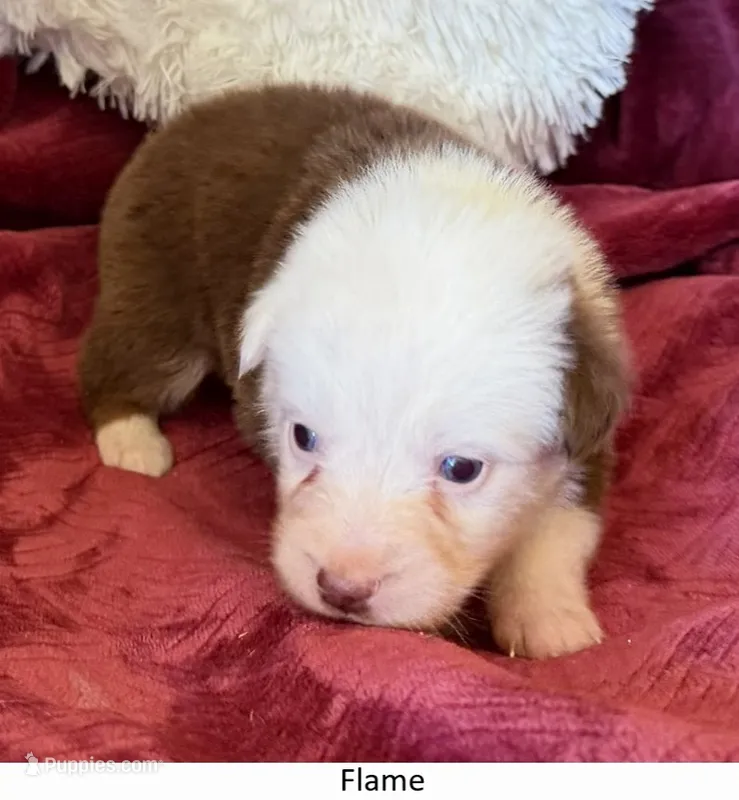 Flame – Australian Shepherd puppy for sale in Caliente, CA