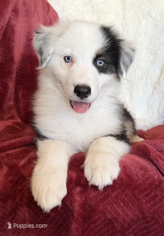 Honor – Australian Shepherd puppy for sale in Caliente, CA
