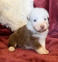 Flicker, a female Australian Shepherd for sale in Caliente, CA – 3 of 10