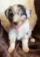 Rocket, a male Australian Shepherd for sale in Caliente, CA – 8 of 10