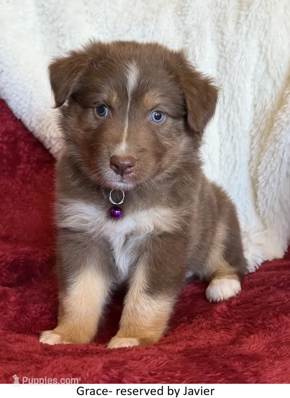Grace – Australian Shepherd puppy on hold in Caliente, CA