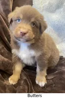 Butters, a male Australian Shepherd for sale in Caliente, CA – Photo 4 of 9