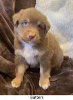 Butters, a male Australian Shepherd for sale in Caliente, CA – Photo 2 of 9