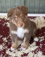 Butters, a male Australian Shepherd for sale in Caliente, CA – Photo 1 of 9
