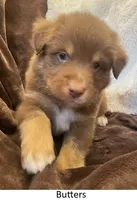 Butters, a male Australian Shepherd for sale in Caliente, CA – Photo 5 of 9