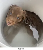 Butters, a male Australian Shepherd for sale in Caliente, CA – Photo 6 of 9