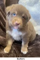 Butters, a male Australian Shepherd for sale in Caliente, CA – Photo 3 of 9