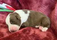 Flare, a female Australian Shepherd for sale in Caliente, CA – 5 of 10