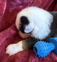 Valor, a male Australian Shepherd for sale in Caliente, CA – 8 of 10