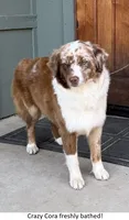 Boomer, a male Australian Shepherd for sale in Caliente, CA – 10 of 10