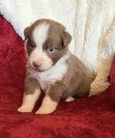 Pyro, a male Australian Shepherd for sale in Caliente, CA – 8 of 10