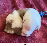 Spirit, a male Australian Shepherd for sale in Caliente, CA – 2 of 10