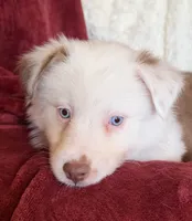 Flicker, a female Australian Shepherd for sale in Caliente, CA – 7 of 10