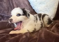 Roman, a male Australian Shepherd for sale in Caliente, CA – 8 of 10