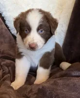 Flare, a female Australian Shepherd for sale in Caliente, CA – 3 of 10