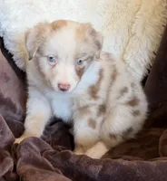 Sparkle, a female Australian Shepherd for sale in Caliente, CA – 8 of 10
