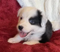 Honor, a male Australian Shepherd for sale in Caliente, CA – 4 of 10