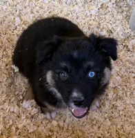 Barrow, a male Australian Shepherd for sale in Caliente, CA – 2 of 10