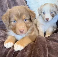 Cherry, a female Australian Shepherd for sale in Caliente, CA – 8 of 10