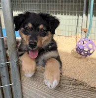Dignity, a male Australian Shepherd for sale in Caliente, CA – 7 of 9