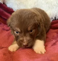 Lava, a female Australian Shepherd for sale in Caliente, CA – 6 of 10