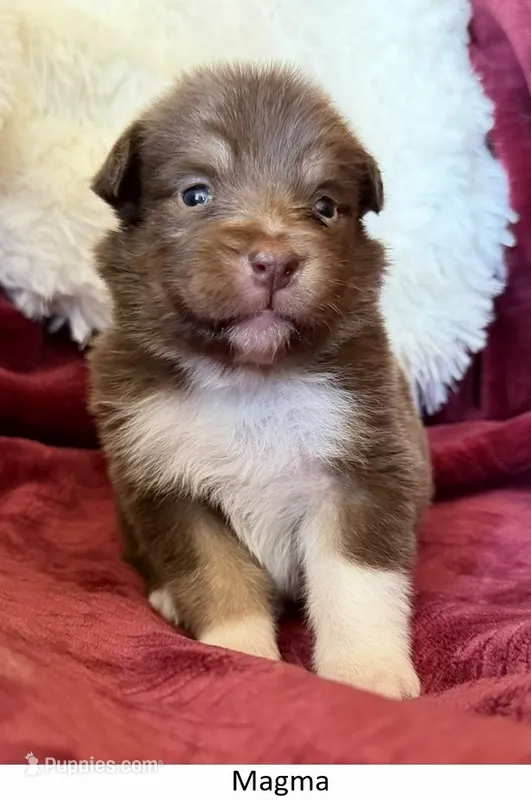 Magma – Australian Shepherd puppy for sale in Caliente, CA