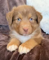 Cherry, a female Australian Shepherd for sale in Caliente, CA – 2 of 10