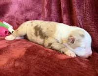 Sparkle, a female Australian Shepherd for sale in Caliente, CA – 4 of 10