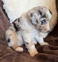 Rocket, a male Australian Shepherd for sale in Caliente, CA – 5 of 10
