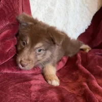 Torch, a male Australian Shepherd for sale in Caliente, CA – 7 of 10
