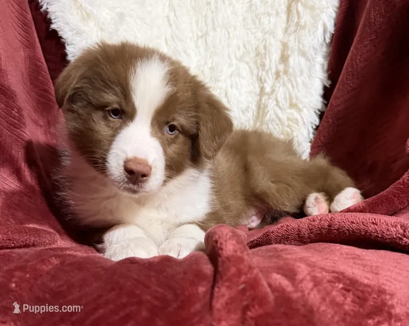 Pyro – Australian Shepherd puppy for sale in Caliente, CA